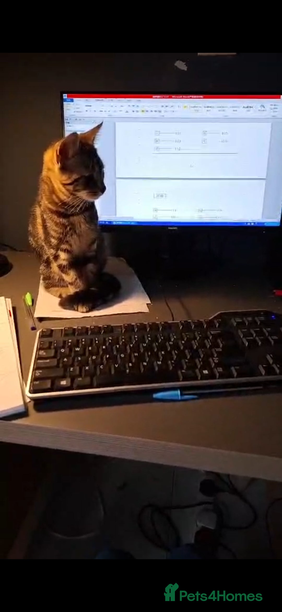 Bengal cats Beautiful kitten ready for new home 🐾🐈 - Advert 2