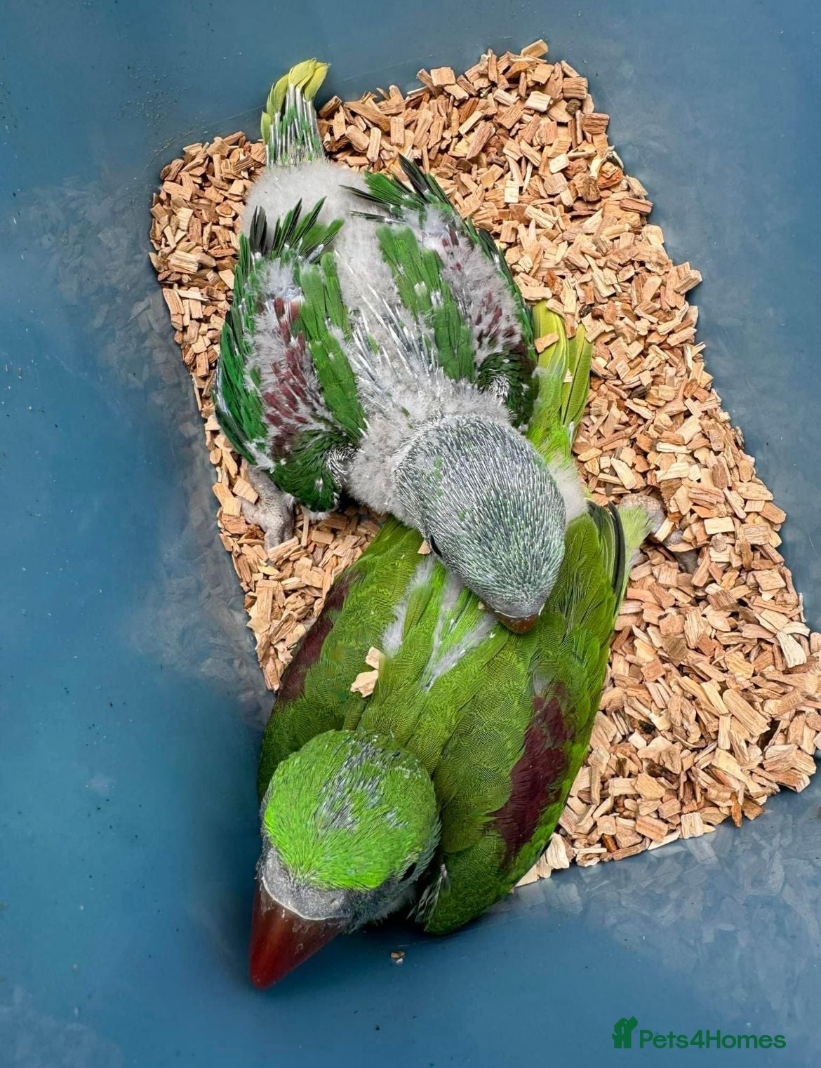 Conures birds for sale: Super tame hand reared ringneck - Advert 3