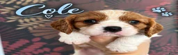 Cavalier King Charles Spaniel dogs for sale: KC Reg Cavalier Pups  - Advert 17