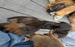 Mixed Breed dogs for sale: German Shepherd cross American bulldog puppies - Image 25