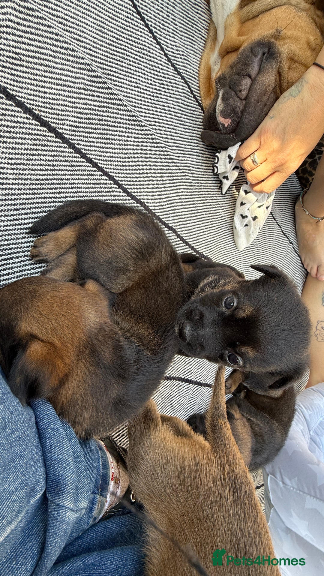 Mixed Breed dogs for sale: German Shepherd cross American bulldog puppies - Image 25