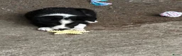Border Collie dogs for sale: Border collie puppies  in Crianlarich - Advert 5