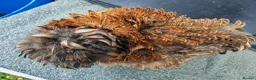 Chickens poultry for sale: USA silkie chicks/ hatching eggs CPQ quails - Advert 23
