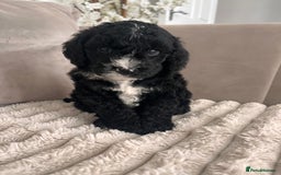 Sproodle dogs for sale: Sproodle puppies  - Image 22