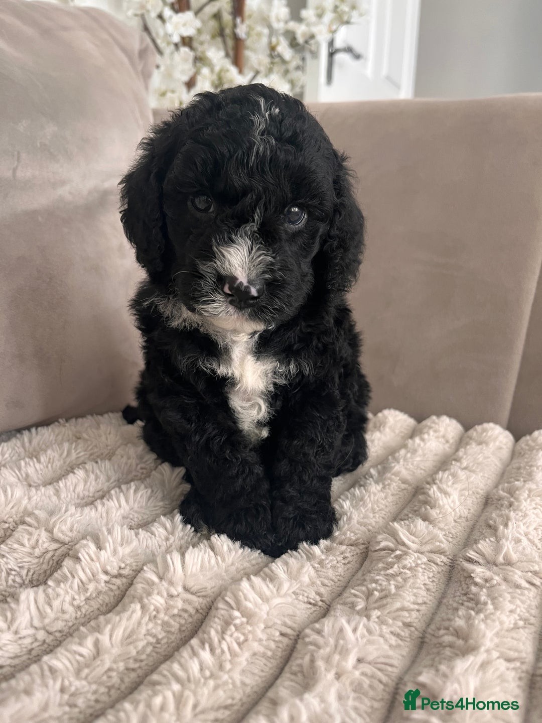 Sproodle dogs for sale: Sproodle puppies  - Image 22