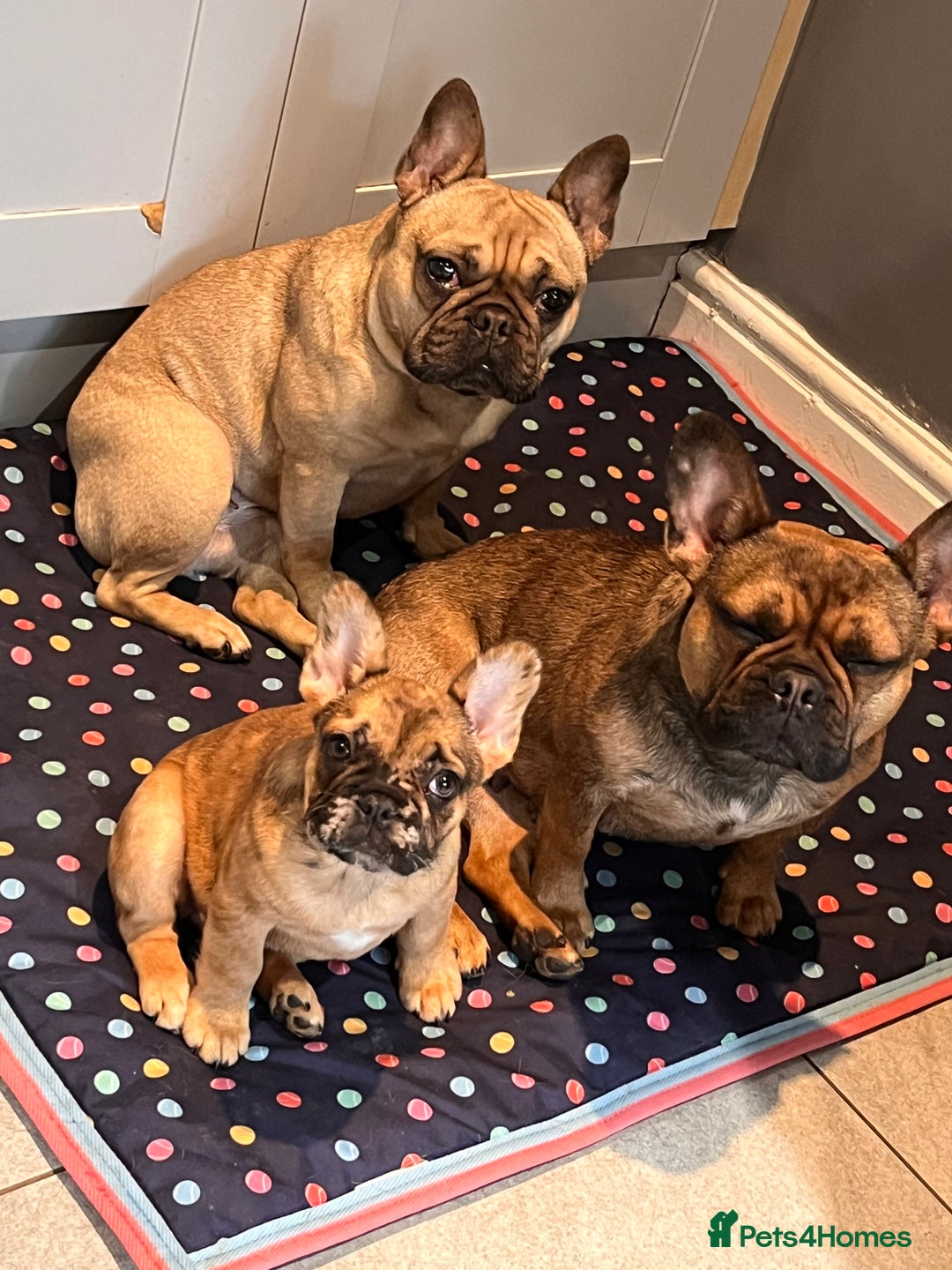 French Bulldog dogs for sale: 9 months Frenchbulldog girl,health tested parents  - Image 6