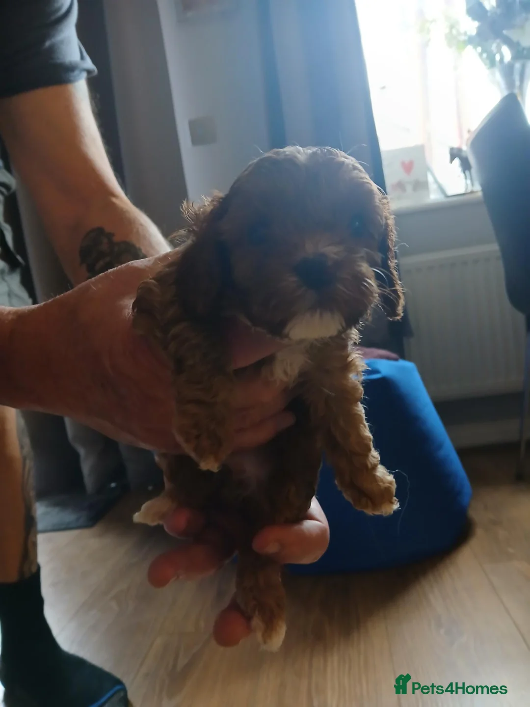Cavapoo dogs for sale: Only 1 boy left, photo 1st pic - Advert 24