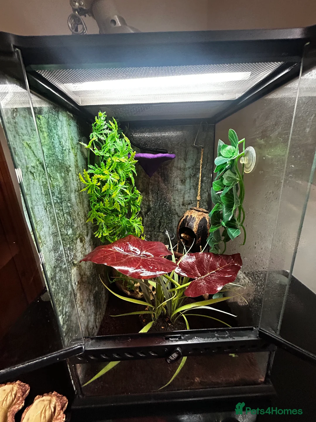 Gecko reptiles for sale: Crested Gecko + Whole Set Up  - Advert 7