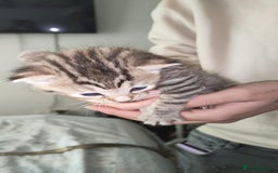 Mixed Breed cats for sale: 🐅Gorgeous Tabby/SavannahX🐆 - Image 1
