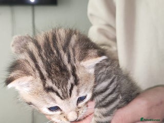 Mixed Breed cats for sale - Advert 1