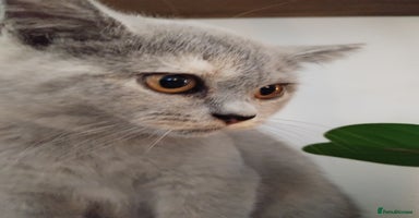 British Shorthair cats - Advert 2