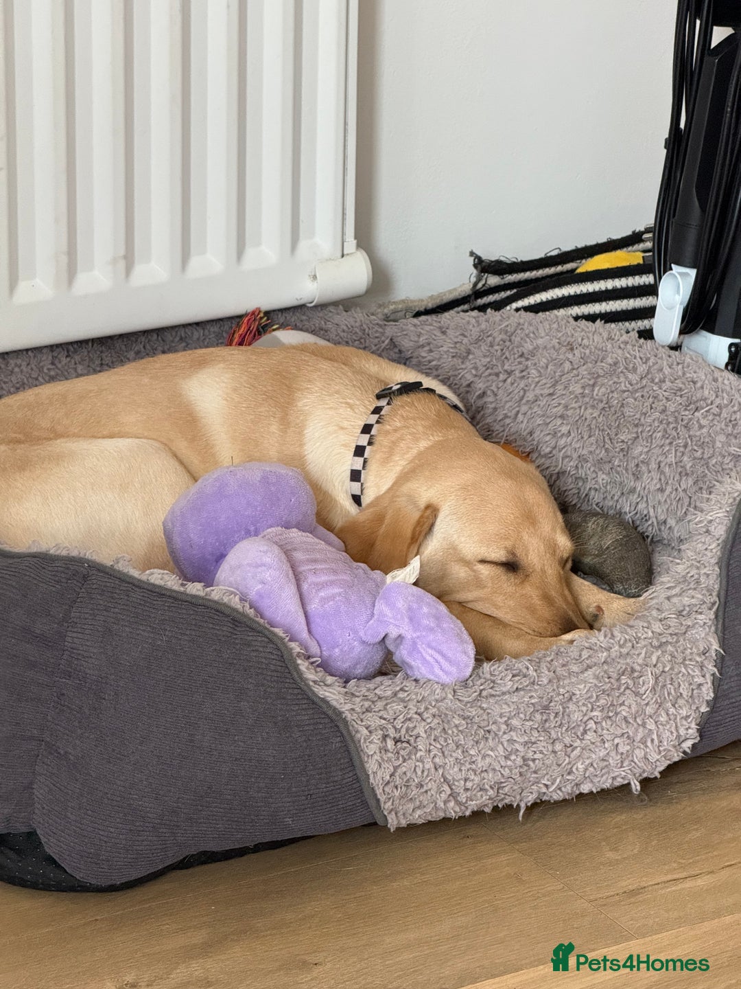 Labrador Retriever dogs for sale: Cream Labrador Retriever Puppy  - Image 12