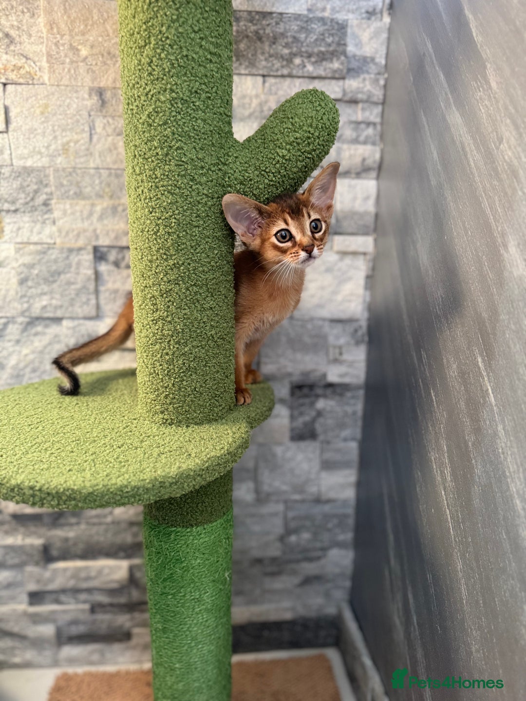 Abyssinian cats for sale: Last Pedigree abbysinian girl left! - Image 9
