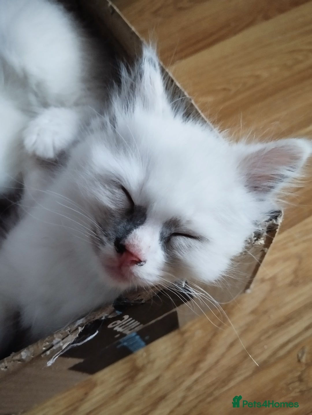 Ragdoll cats for sale: Traditional Ragdolls and Mink Ragdolls in Daventry - Image 15