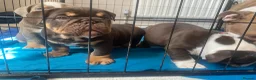 English Bulldog dogs for sale: Standard British Bulldogs 🦍🇬🇧👑 - Advert 23
