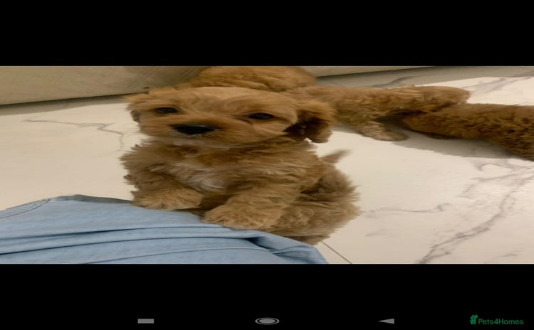Cavapoo dogs - Advert 9