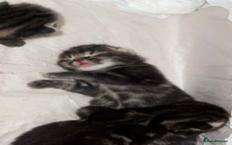 Mixed Breed cats for sale: Kittens for Sale  - Image 6