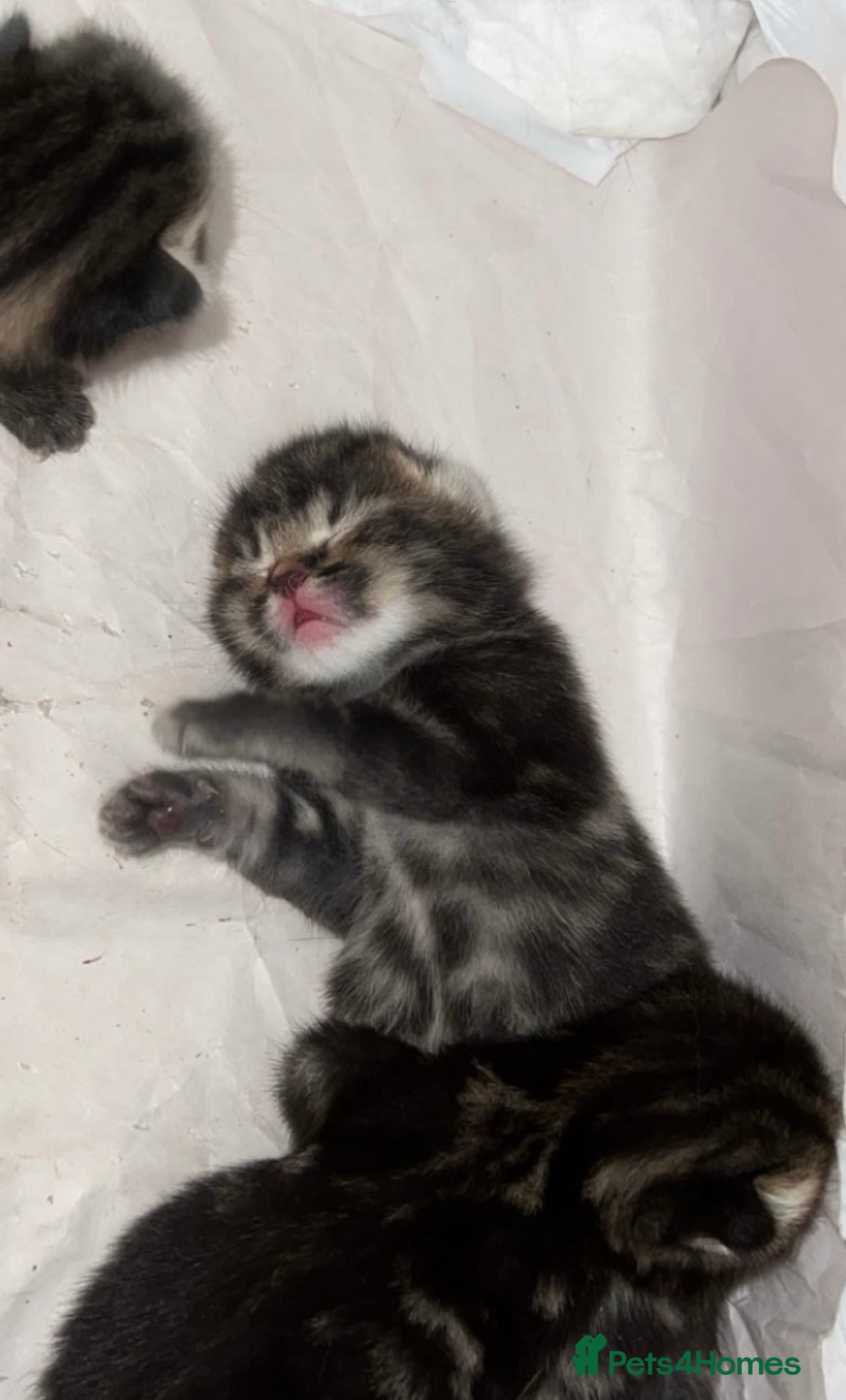 Mixed Breed cats for sale: Kittens for Sale  - Image 6