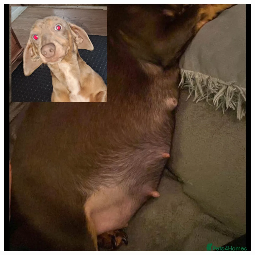 Miniature Dachshund dogs for stud: KC Dash PRA clear STUD DNA in pictures  in Ramsgate - Advert 23