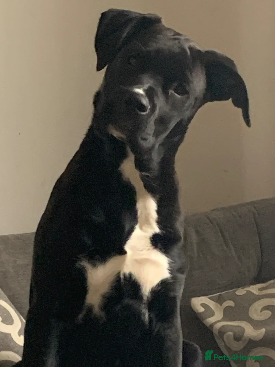 Mixed Breed dogs for sale:  Beautiful mastiff cross ,  - Advert 13