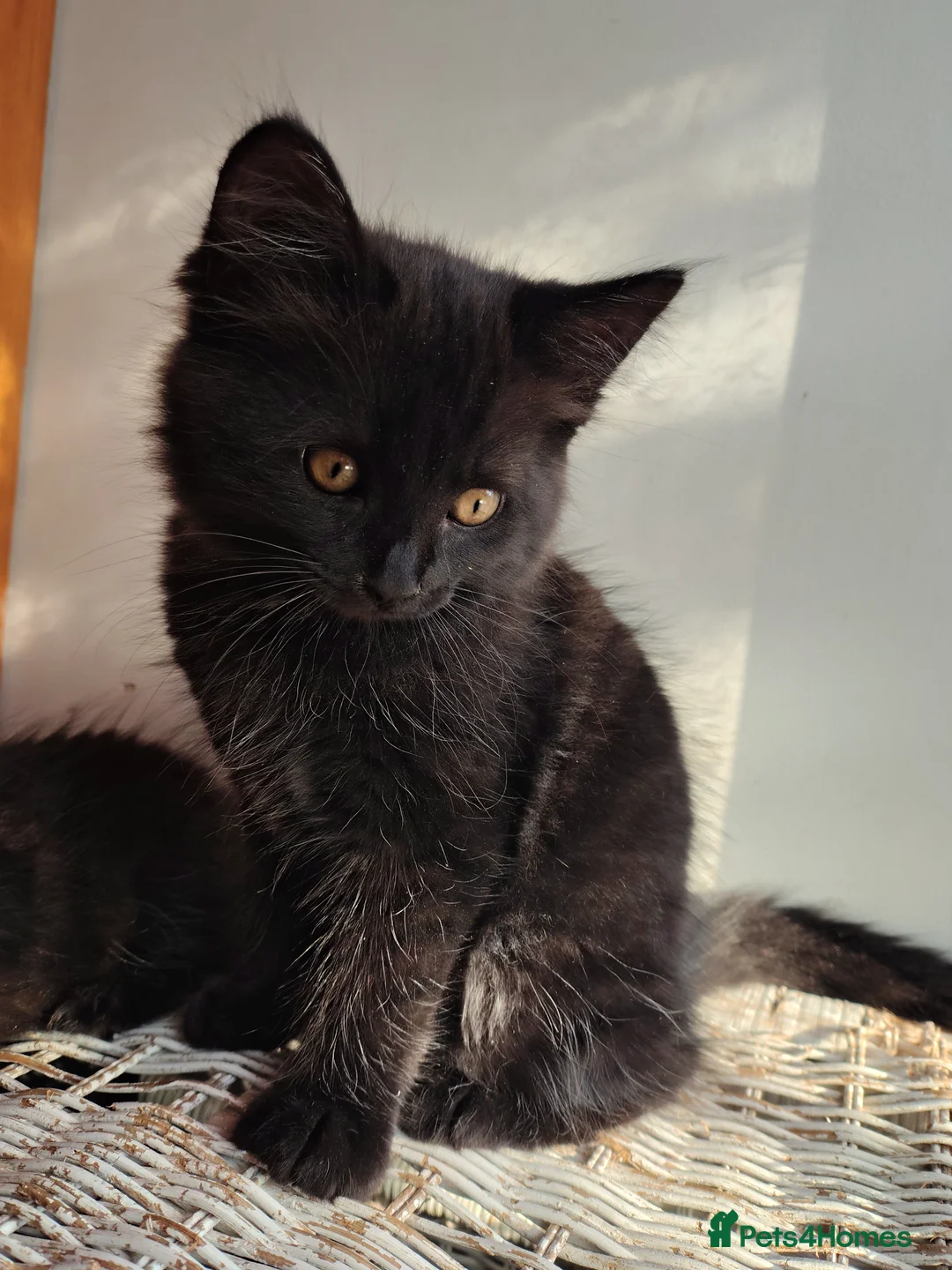 Mixed Breed cats for sale: 2 LEFT domestic x ragdoll mix kittens - Advert 31