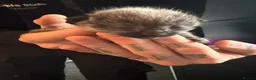 Mixed Breed cats for sale: Ragdoll x DSH kittens - Advert 13