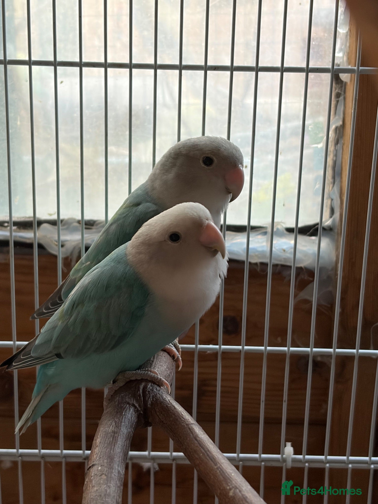 Lovebirds birds Proven pair of love birds  - Advert 1