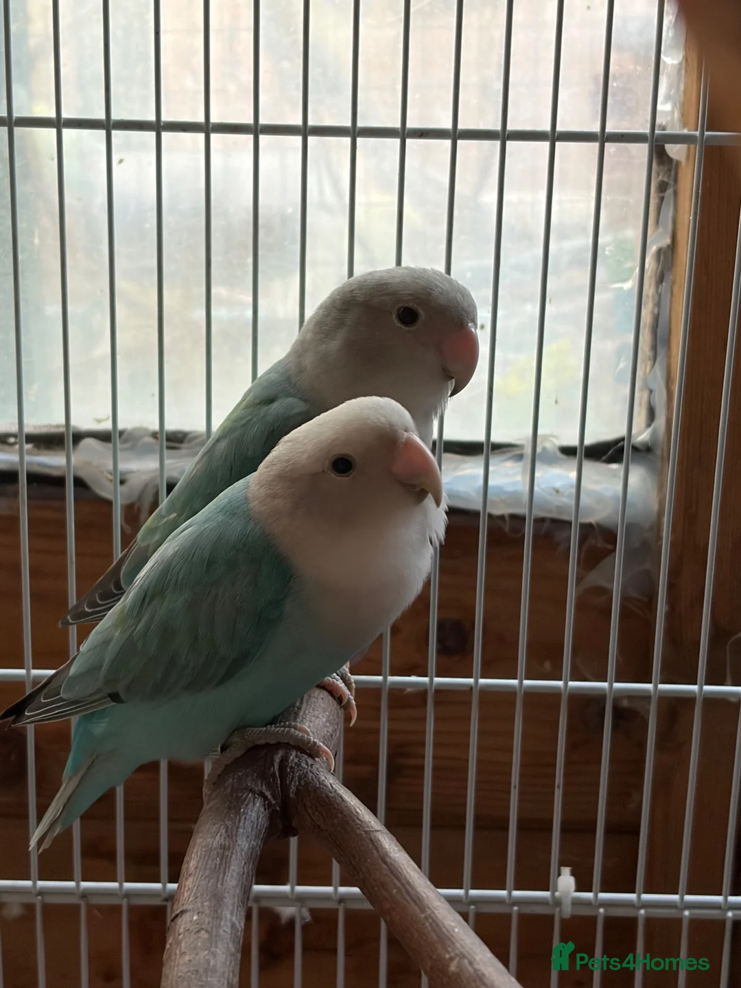 Lovebirds birds for sale: Proven pair of love birds  - Advert 1