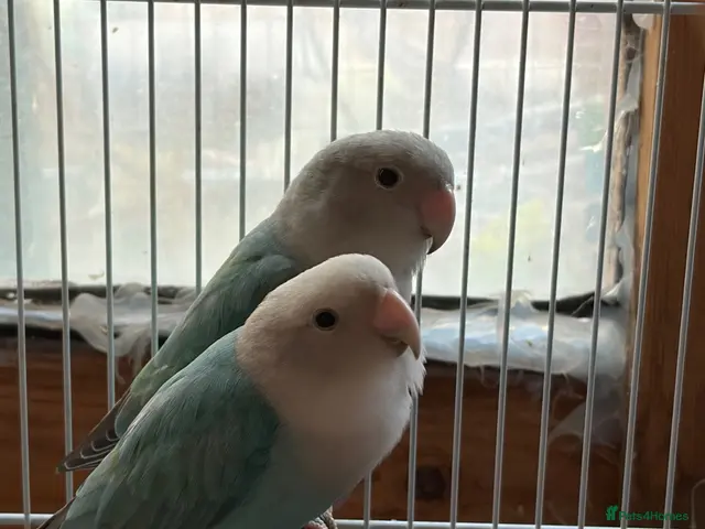 Lovebirds birds love birds for sale - Advert 1