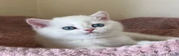 British Shorthair cats for sale: Quality Golden Kittens - Advert 8