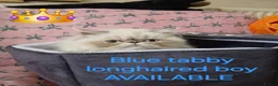 Exotic cats for sale: EXCEPTIONAL PERSIAN EXOTIC KITTENS  - Advert 26