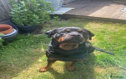 Rottweiler dogs for sale: Rottweiler  - Image 10