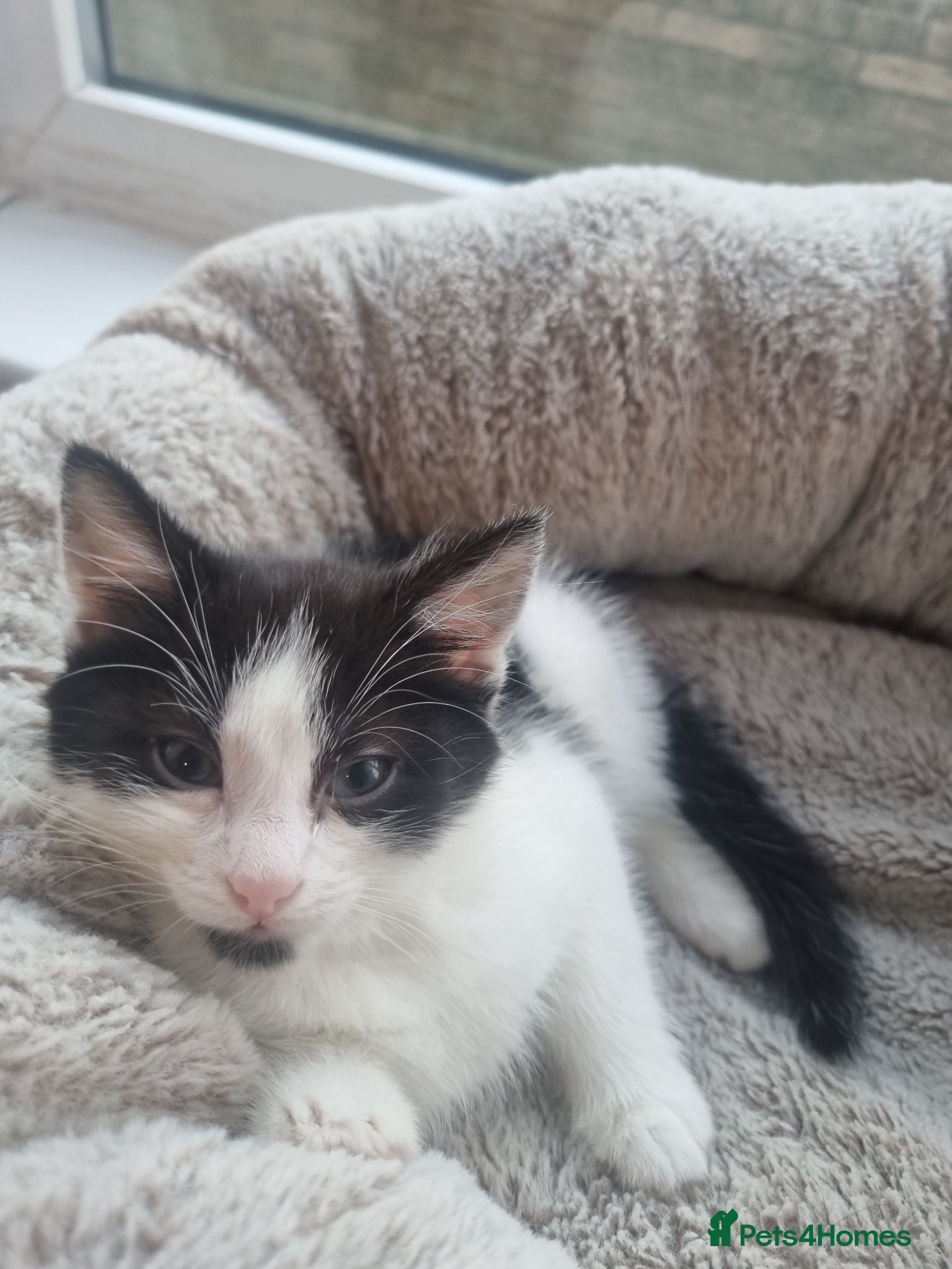 Mixed Breed cats Female kitten white and black  - Advert 1