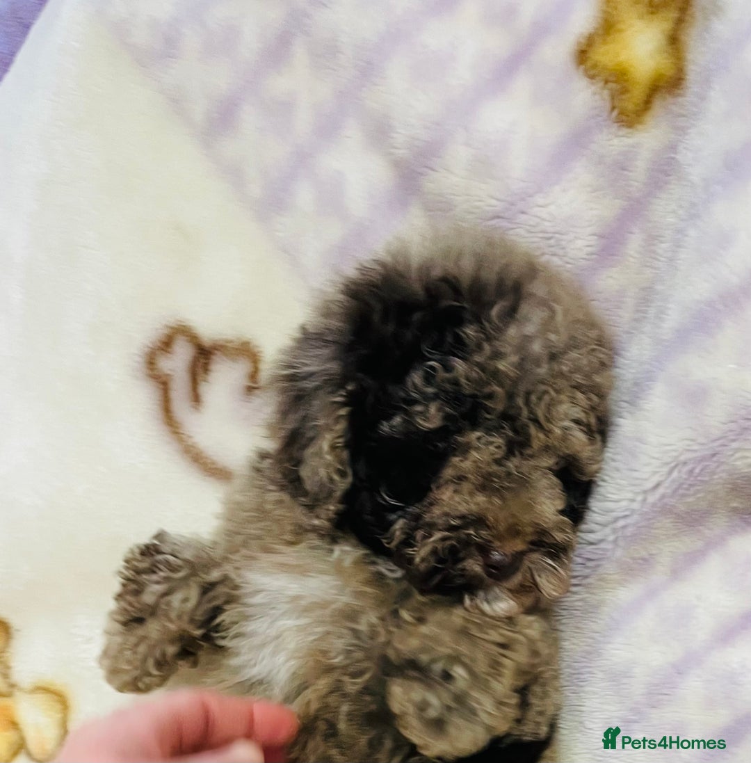 Cavapoo dogs for sale: F1b teddy bear Cavapoo puppies - Advert 9