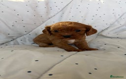 Cavapoo dogs for sale: Adorable F1b Cavapoos  - Image 4