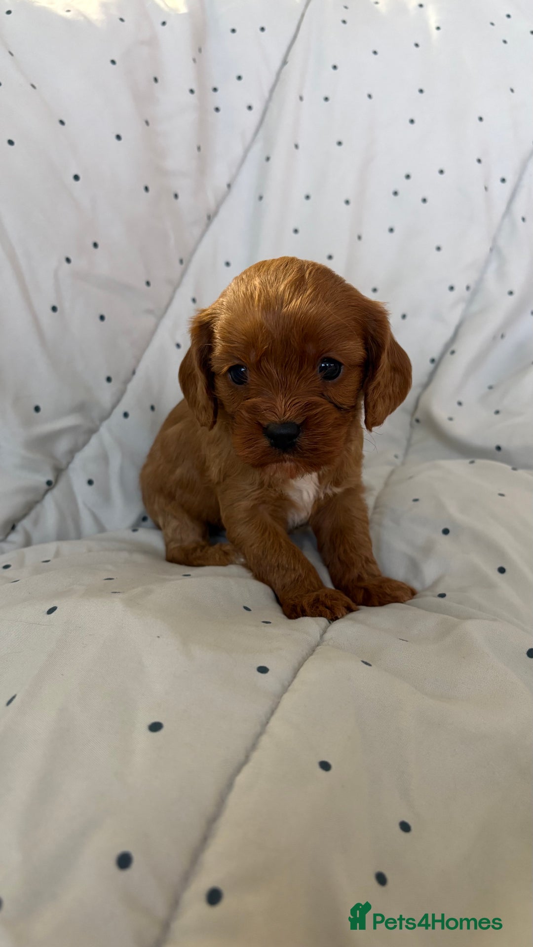 Cavapoo dogs for sale: Adorable F1b Cavapoos  - Image 4