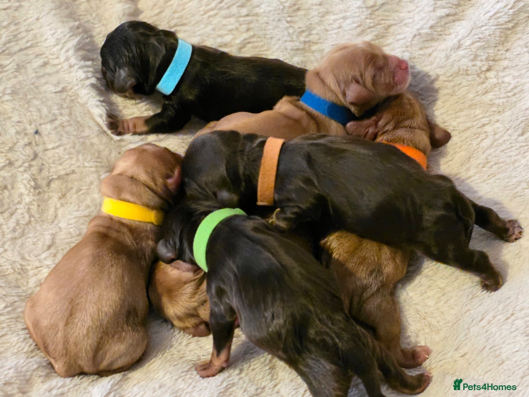 Cockapoo dogs for sale: Stunning f1b cockapoo puppies - Image 4