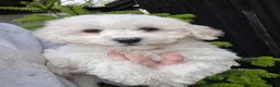 Bichon Frise dogs for sale: One beautiful bichon boy - Advert 5