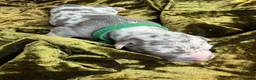 Mixed Breed dogs for sale: Italian Greyhound x Whippet puppys - Advert 12