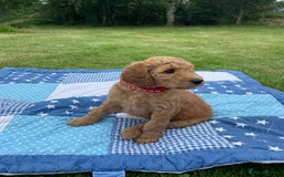 Australian Labradoodle dogs for sale: Australian Labradoodle puppies  - Image 17