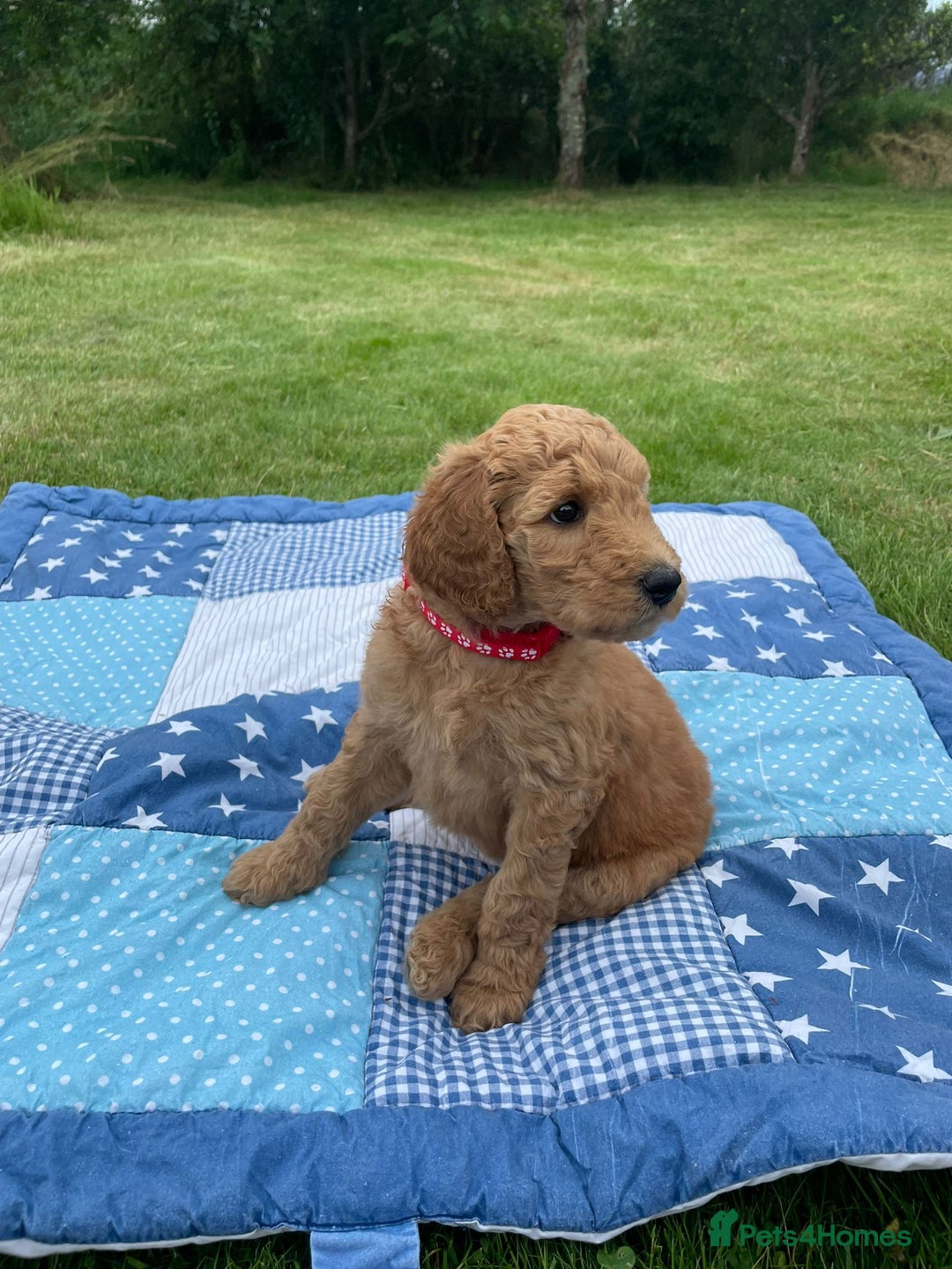 Australian Labradoodle dogs for sale: Australian Labradoodle puppies  - Image 17