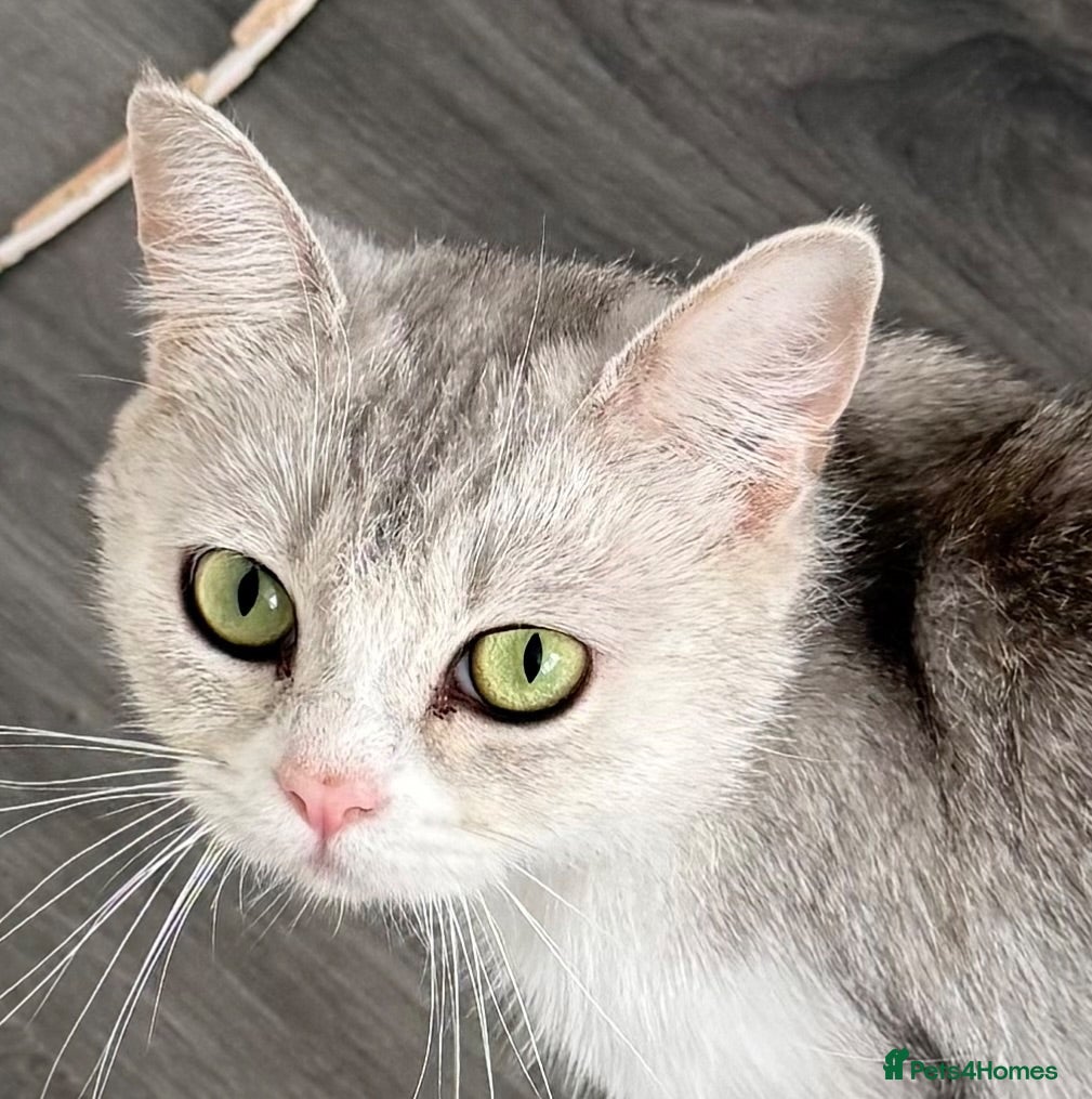 British Shorthair cats british shorthair cat - Advert 5