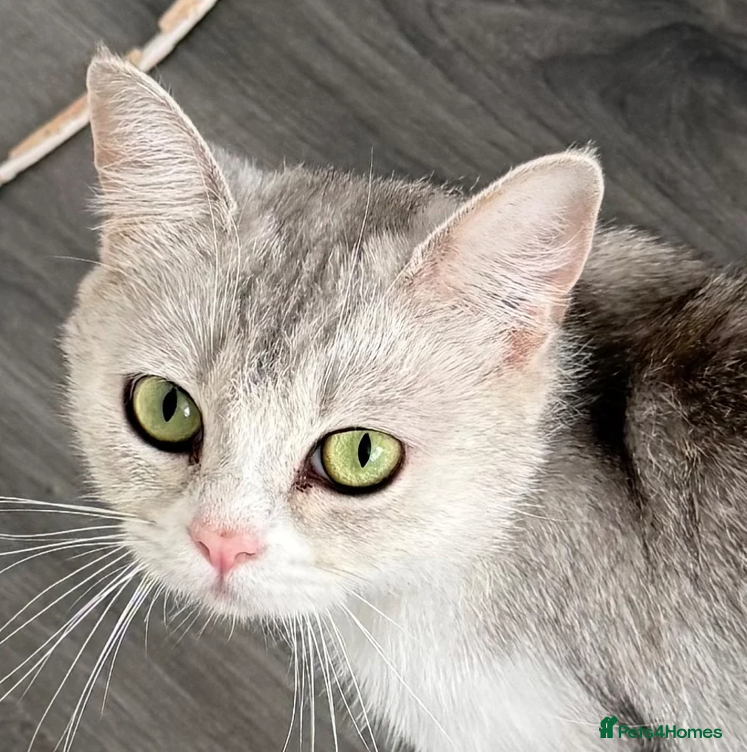 British Shorthair cats for sale: british shorthair cat - Advert 1