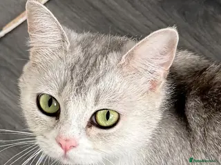 British Shorthair cats british shorthair cat - Advert 1
