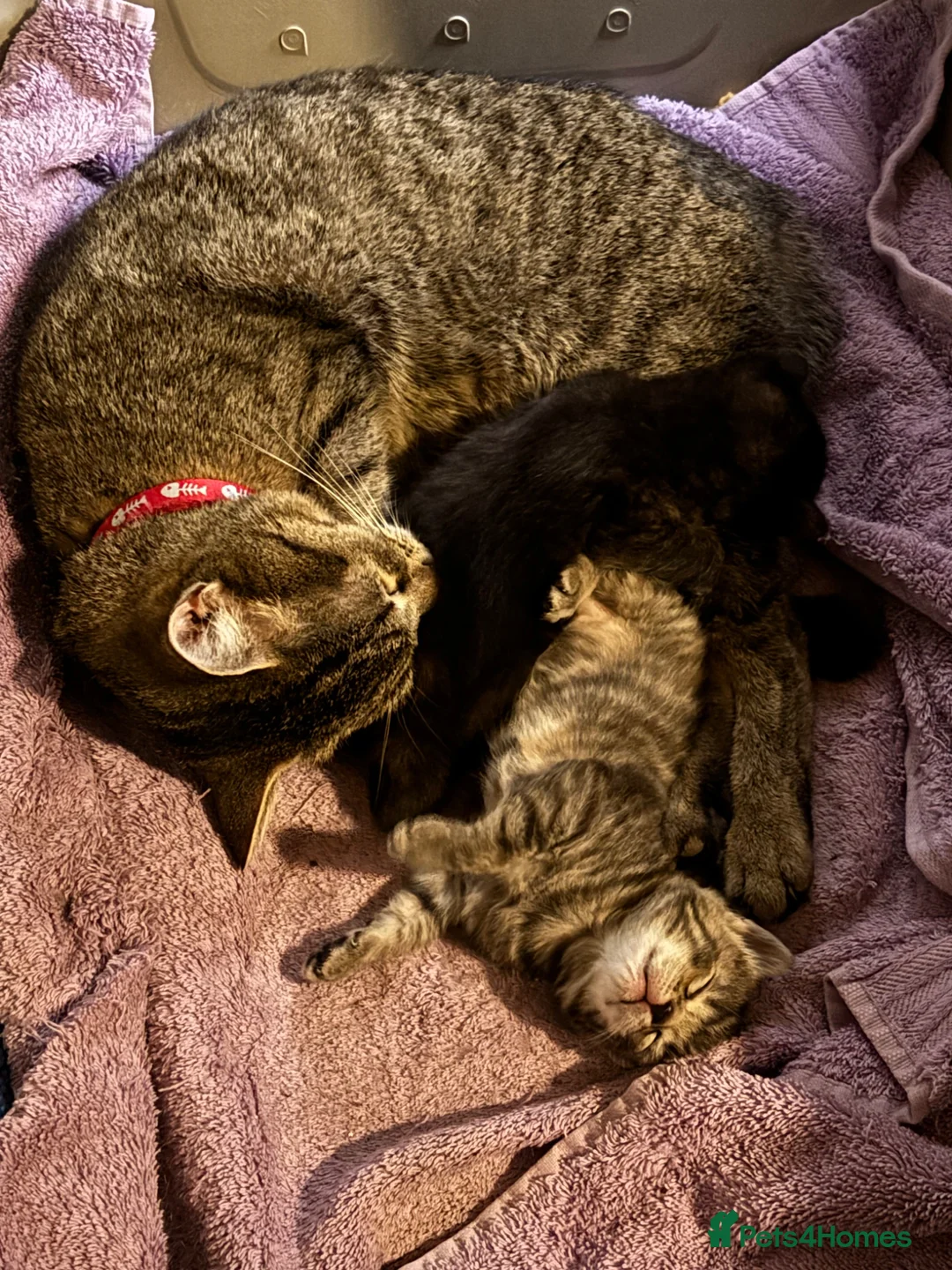 Mixed Breed cats for sale: BSH X MUNCHKIN  - Advert 1