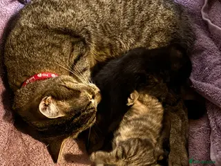 Mixed Breed cats BSH X MUNCHKIN - Advert 8