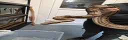 Boa Snake reptiles for sale: Huge female common boa - Advert 2
