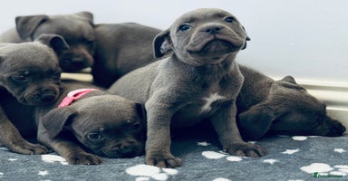 Staffordshire Bull Terrier dogs - Advert 14