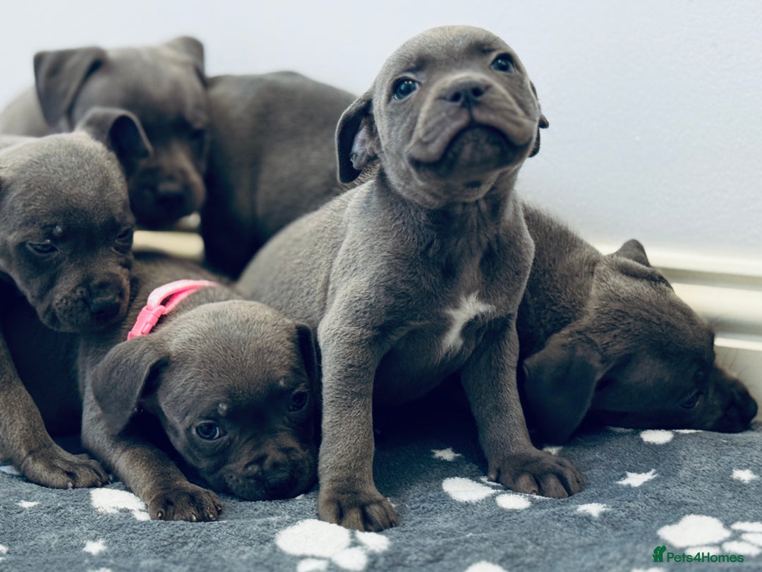 Staffordshire Bull Terrier dogs for sale: Beautiful Babies Ready to Leave  - Image 2