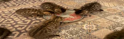 Bengal cats for sale: Kittens in Taunton - Advert 16